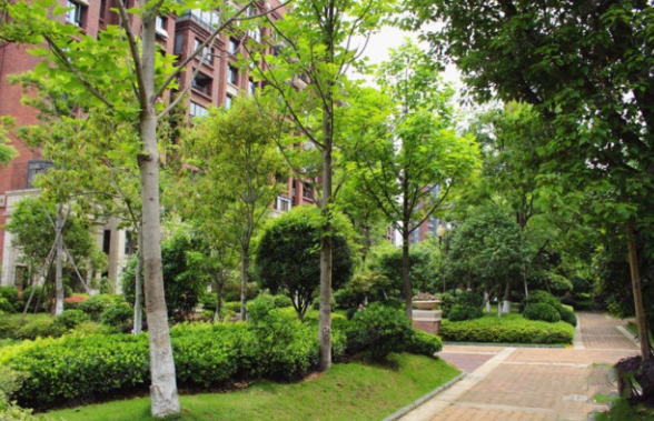 校园绿化树木种类