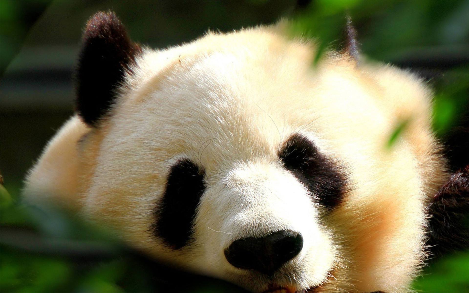 心理测试:哪张大熊猫照片最可爱,测一测你最近会有什么喜事发生