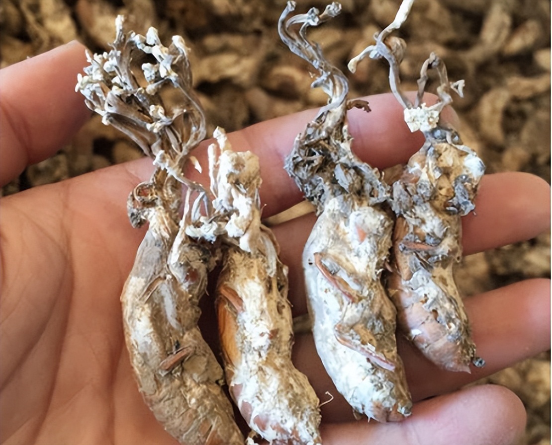 寄生在蚕蛹里的菌长成花,俗称金蝉花,稀有珍贵,曾是乾隆最爱