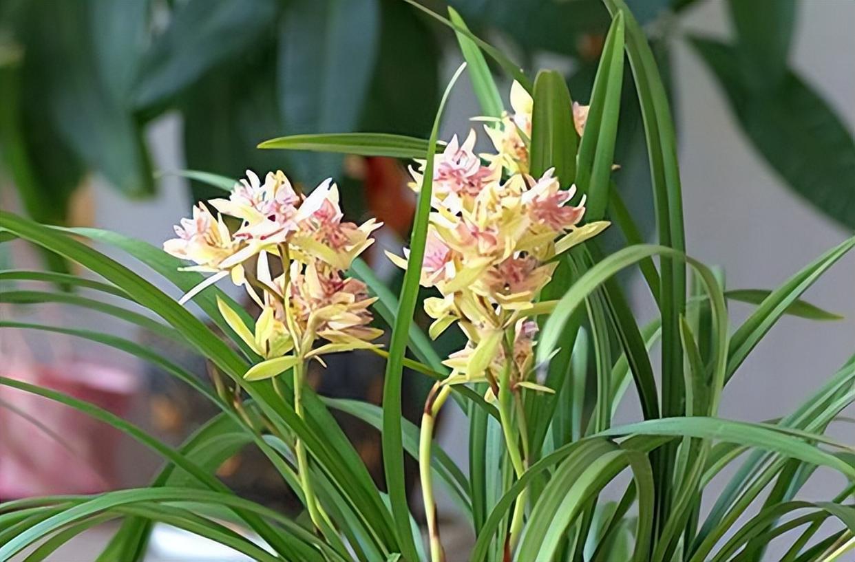 富山奇蝶兰花,花型奇特,花色艳丽,兰香怡人,新手也能养好