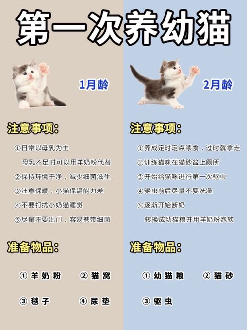 刚睁眼的小猫怎么喂养?10张图教你一步步做好喂养