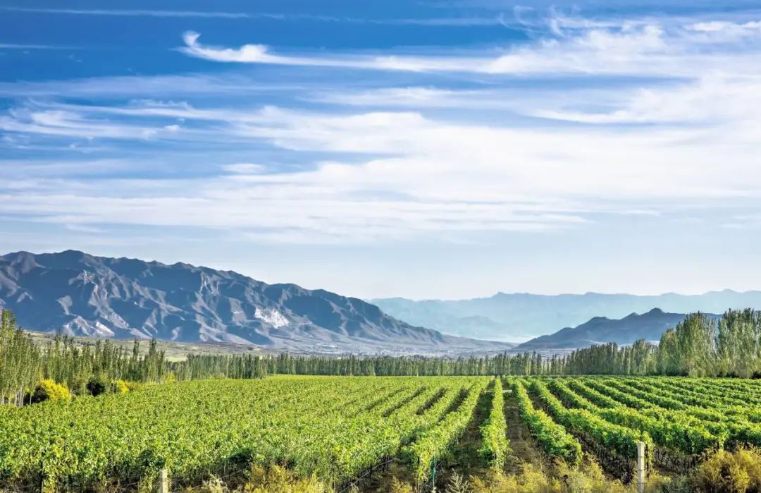 河北怀来:迦南酒业 入选百大"世界最佳葡萄园"!