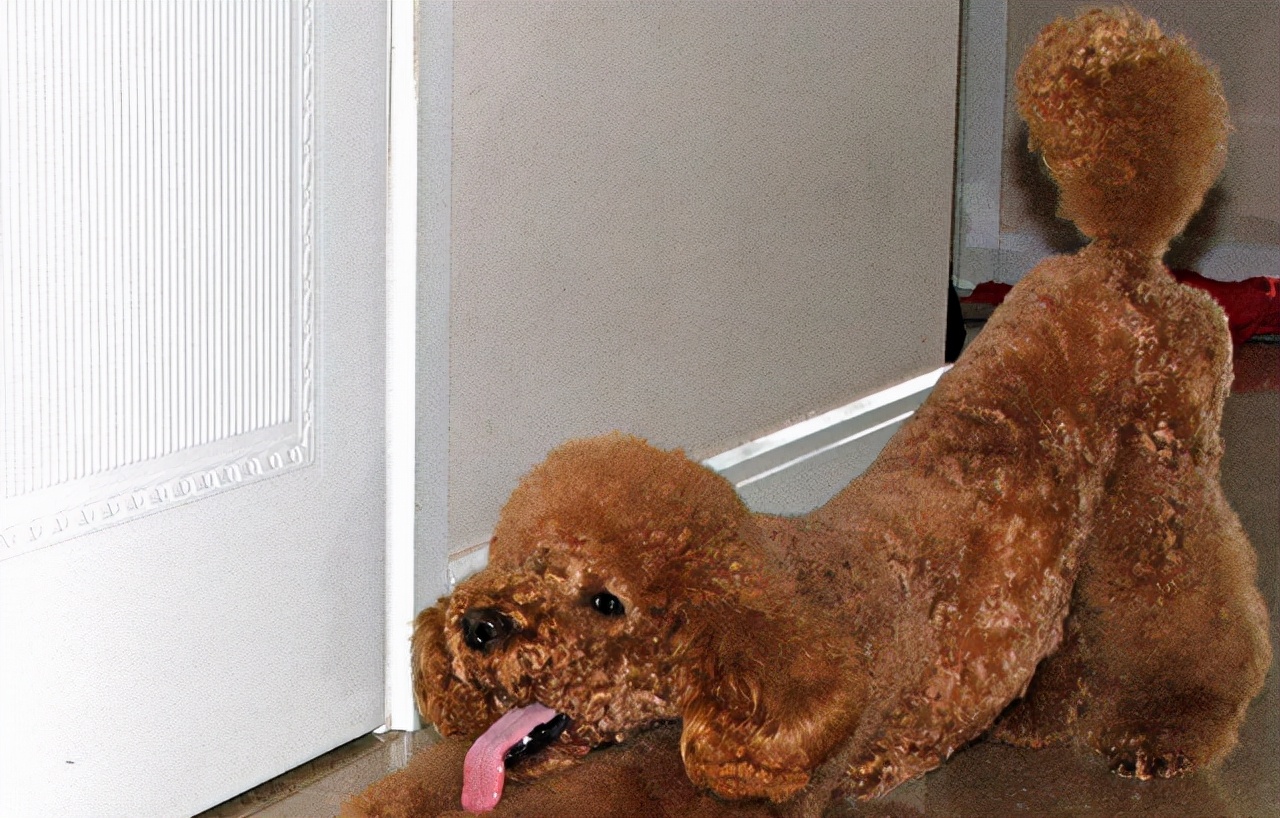 别大意!泰迪用屁股眼"看你",是在给你这几种"暗示"