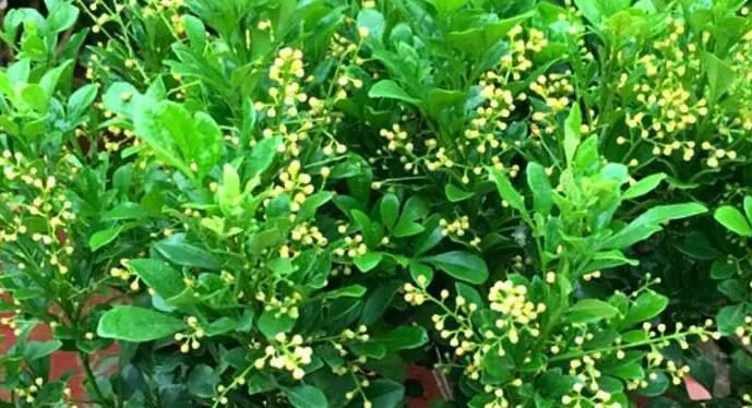 赞美米兰花花语 米兰花生态习性有哪些?