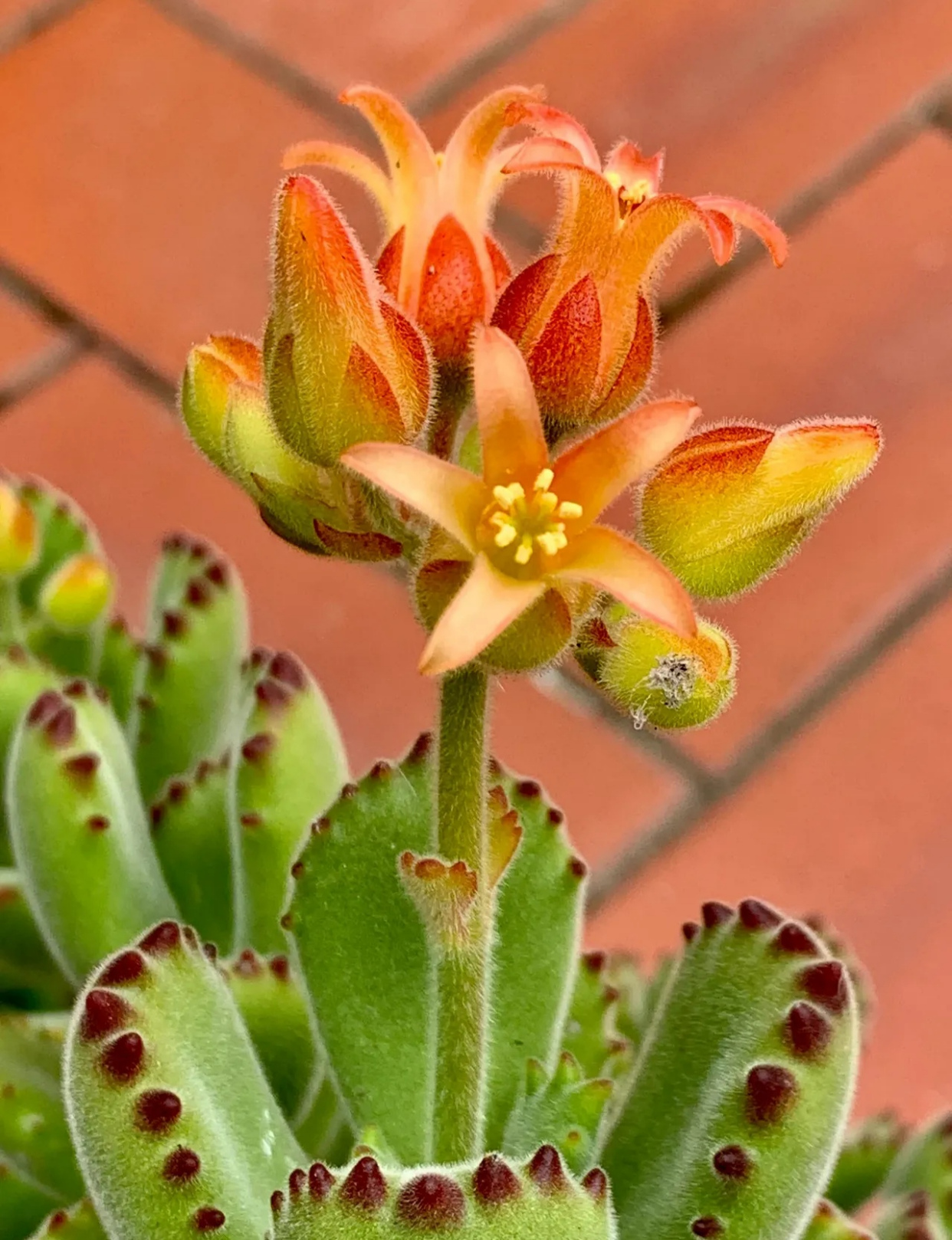 胖嘟嘟的多肉开花啦,没想到这么美!一起来欣赏吧