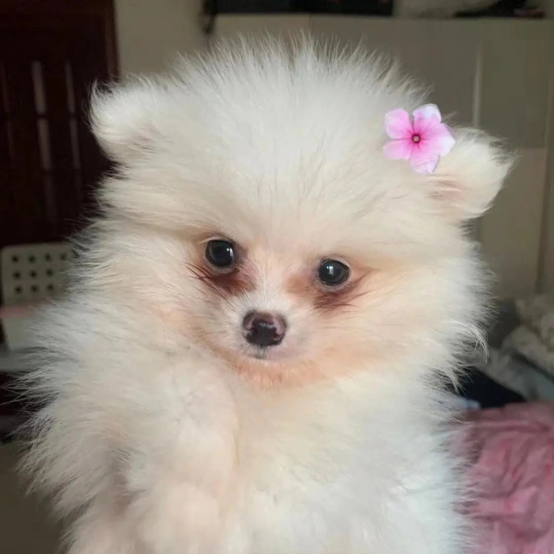 "博美犬"为什么没人养了?告诉你6点大实话!