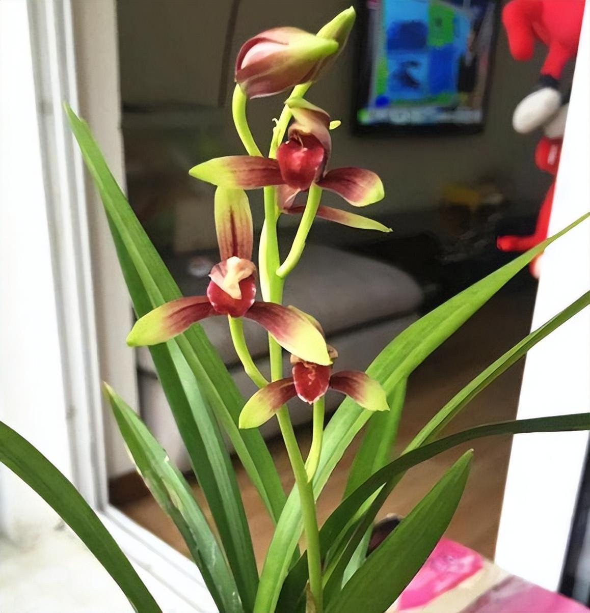 "国魂"兰花实在美,花色鲜红如鸡血,一缕幽香沁人心脾