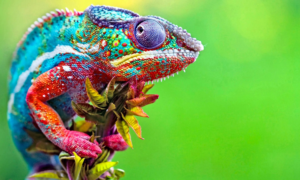 从变色龙的眼睛,学习如何提高你的视觉和认知能力!