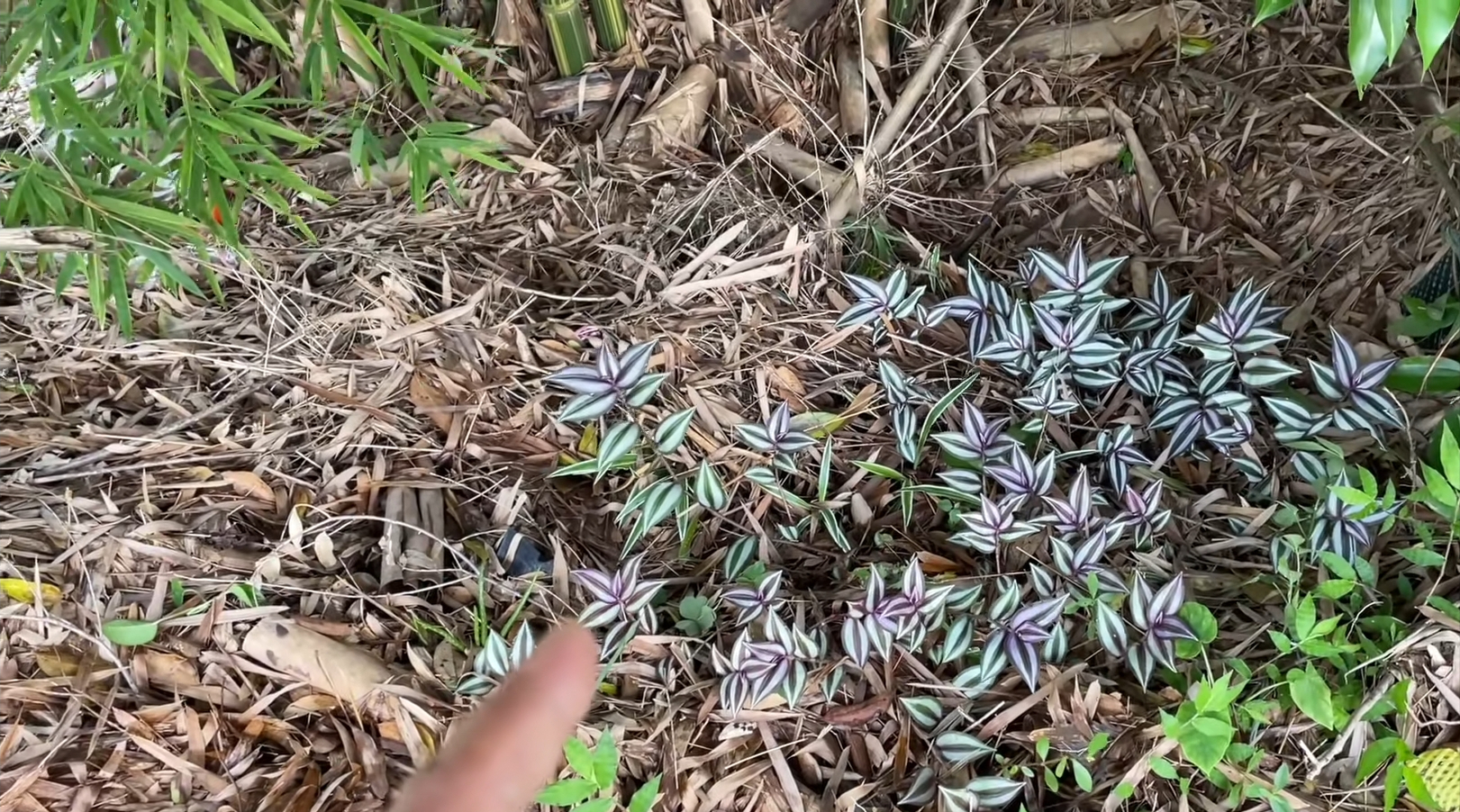 竹林下叶子奇特的植物学名吊竹梅