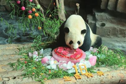 济南大熊猫"娅双"18岁了