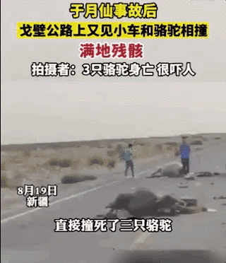 戈壁公路,suv撞死三只骆驼