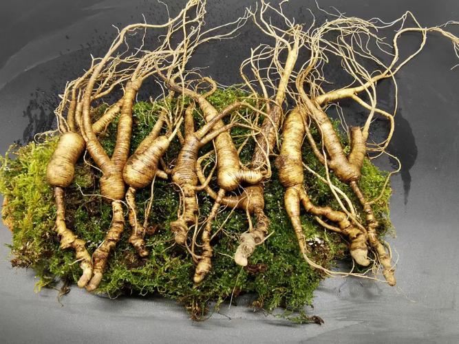 鲜人参和干人参区别