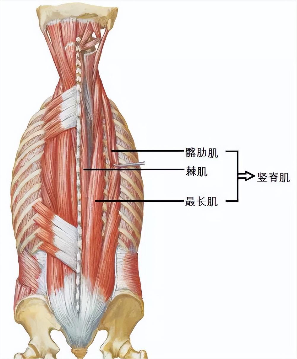 束脊肌图片