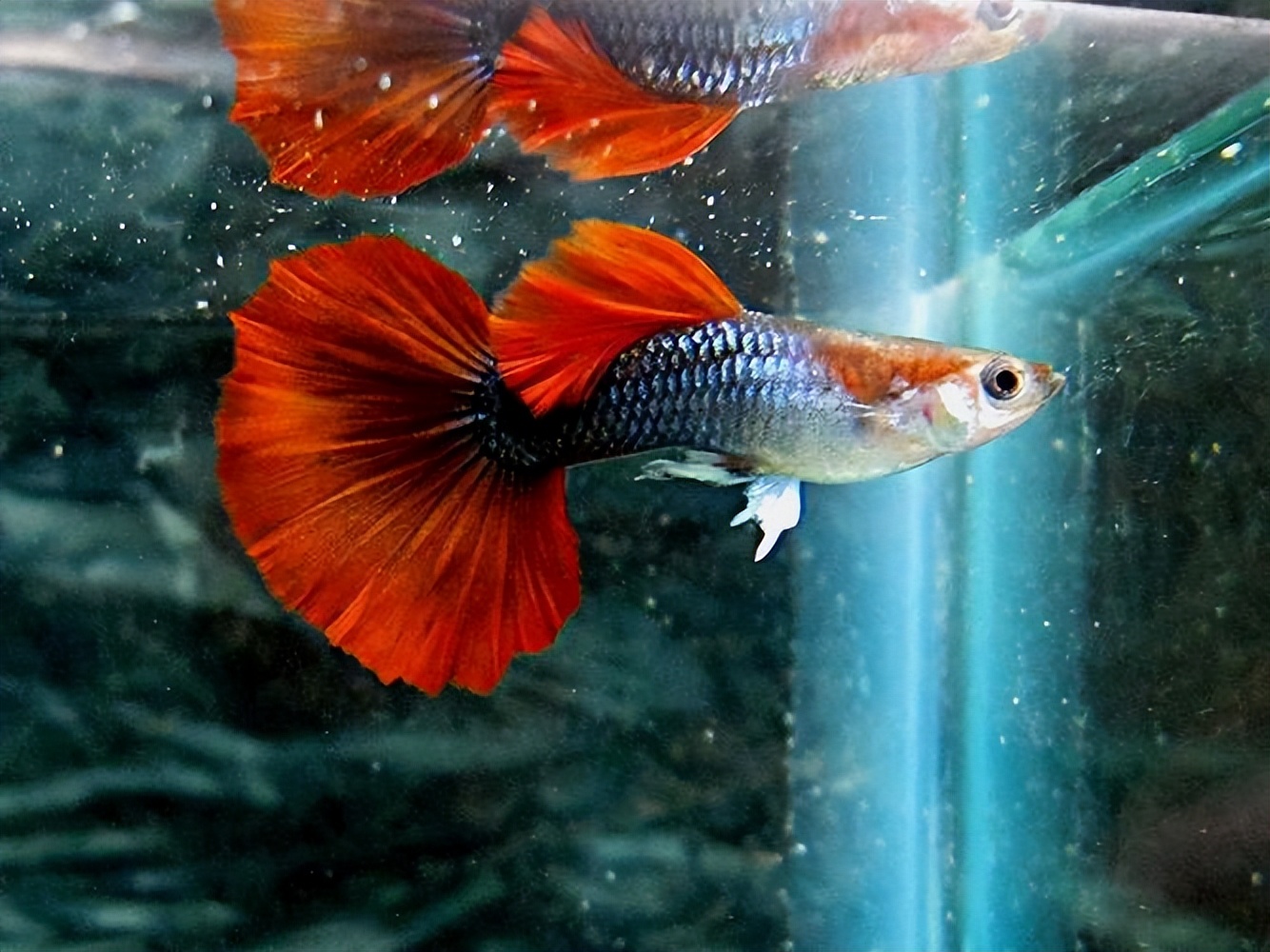 为什么公孔雀鱼一直追着母孔雀鱼咬?发现孔雀鱼受伤应该怎么办?