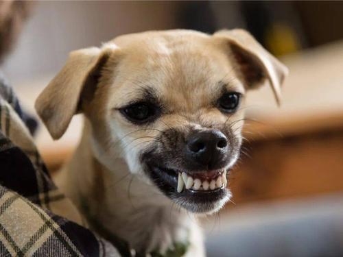 当狗狗生气时,会有这4个明显的表现,铲屎官不要忽视