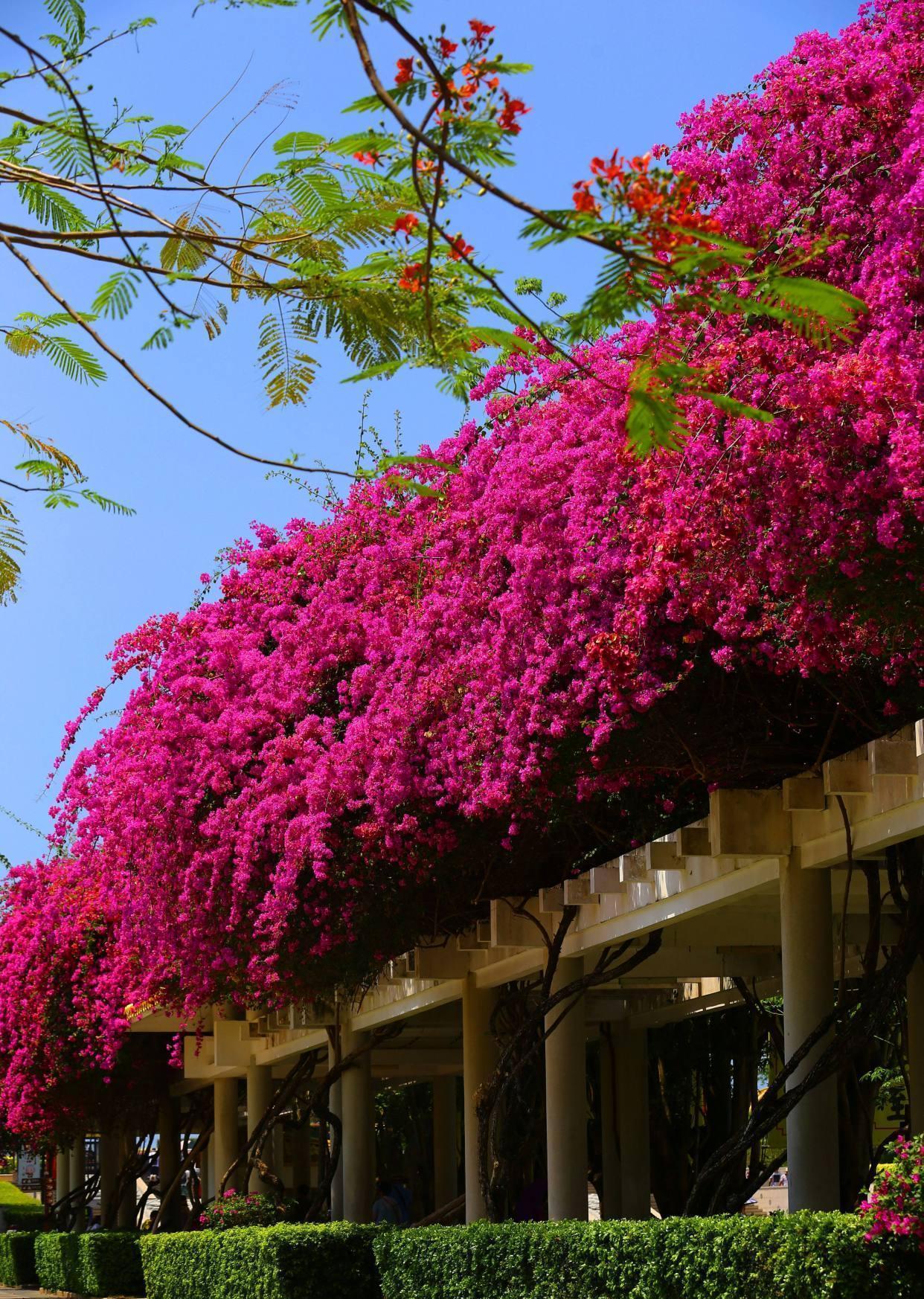 好养的爬藤花就选巴西三角梅,新手也能养出花墙的效果