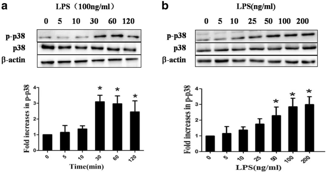 打破 western blot 玄学操作 - medchemexpress