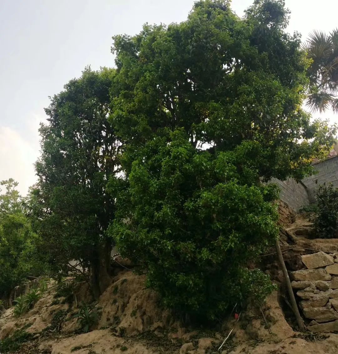 云南野生古树红茶