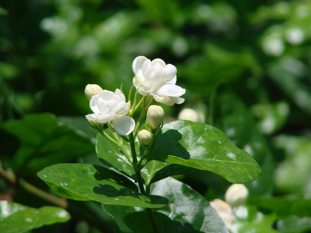 茉莉有"三怕,老手花友也易踩坑,避开猛窜芽,花开一茬接一茬