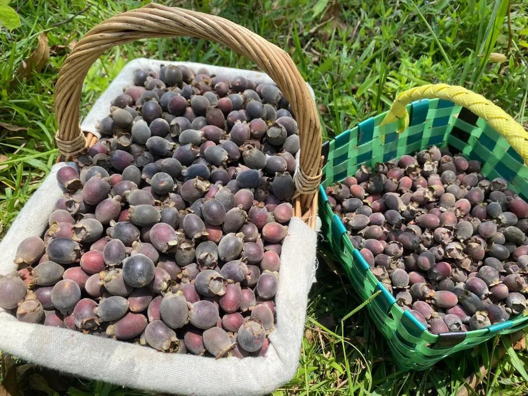 中国最好吃的八大本地水果,外地人可能见都没见过!