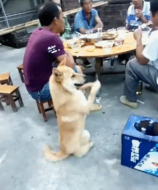 土狗可以当宠物狗养吗?