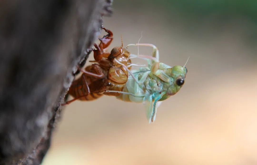 沛县乡村的养蝉人