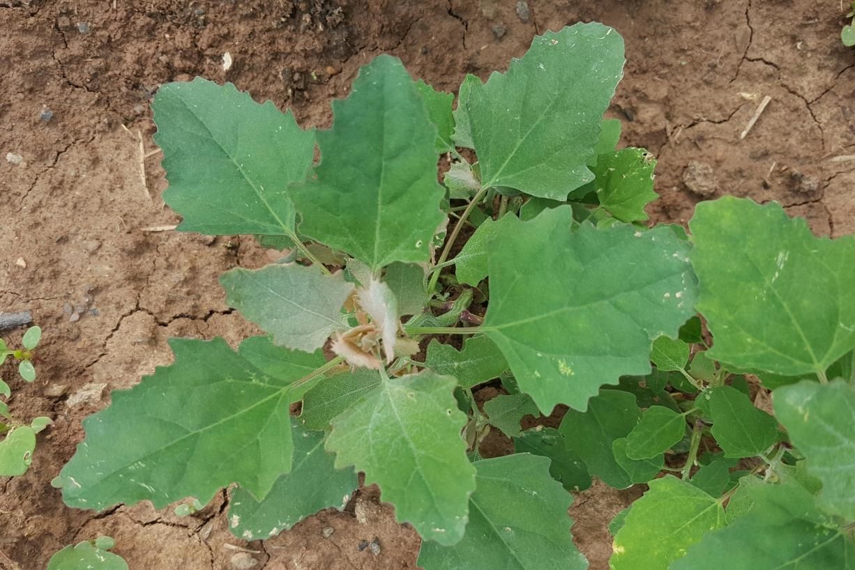 灰灰菜有着"野菜之王"的称号,妙用也特别多,但有小毒要注意