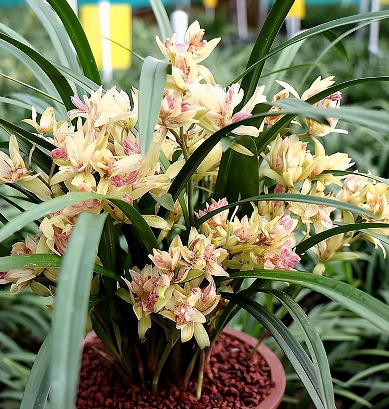 富山奇蝶兰花,花型奇特,花色艳丽,兰香怡人,新手也能养好