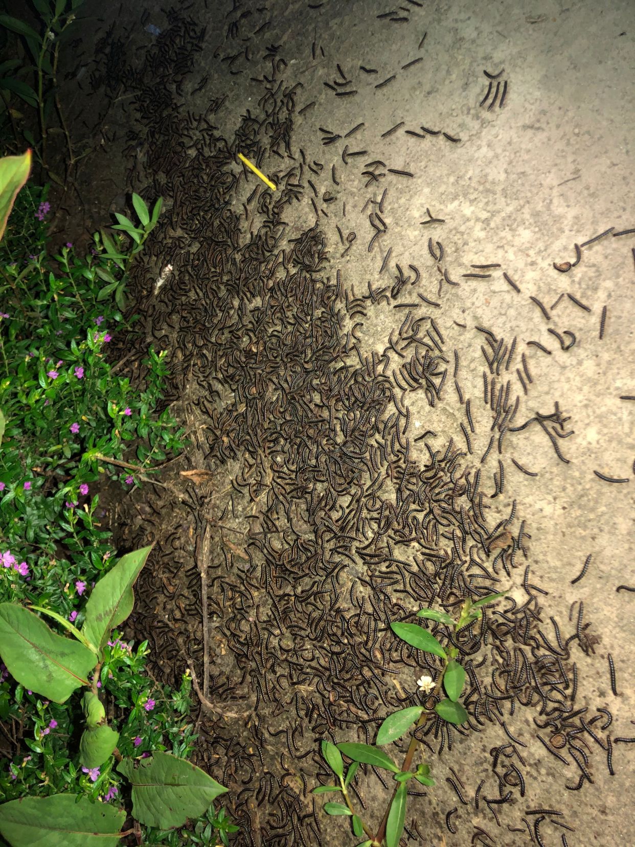 乐山这里路边惊现成群草鞋虫"游行",密集恐惧症慎入