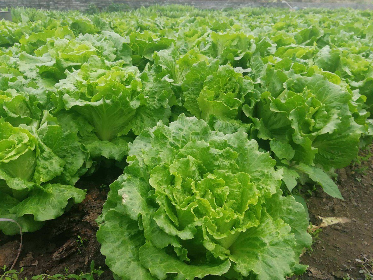 生菜种植季节图片