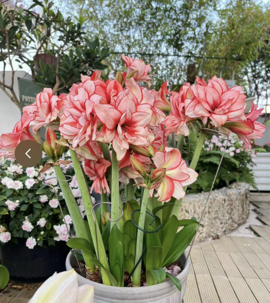 7种"不死花",不用多管它,呼呼开成花海,想养死都难!