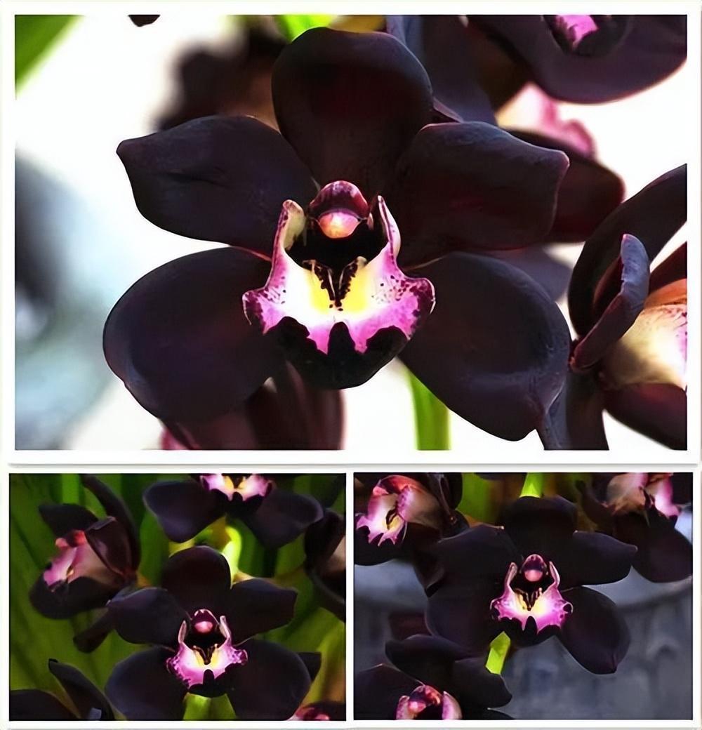 墨兰新宠"黑雪姬",黑杆黑花,花色神秘,兰香四溢,好养易活