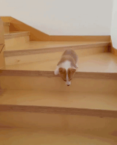 收手吧!再这样养柯基,小心"犬胰腺炎"找上门