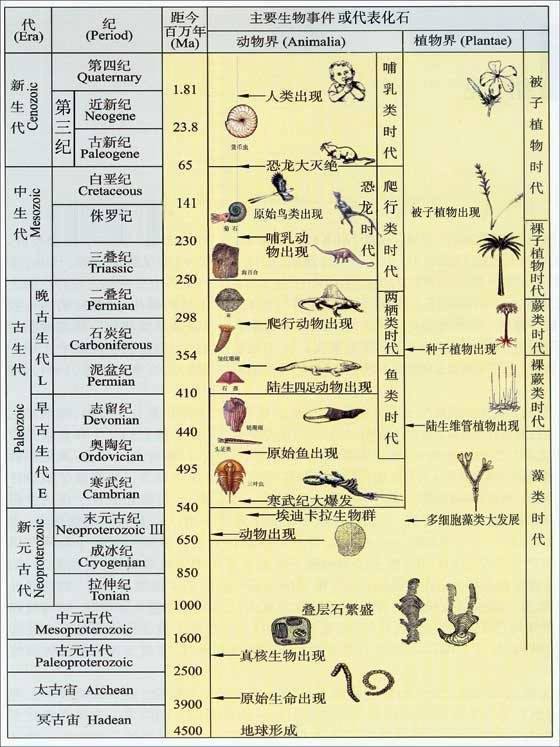 生物的进化知识框架图图片