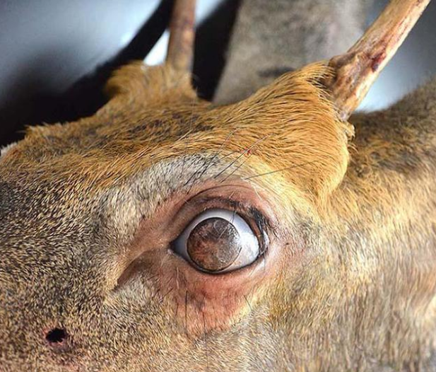 "僵尸鹿"出现不久,又有一头雄鹿的眼睛长满毛发,视力完全丧失