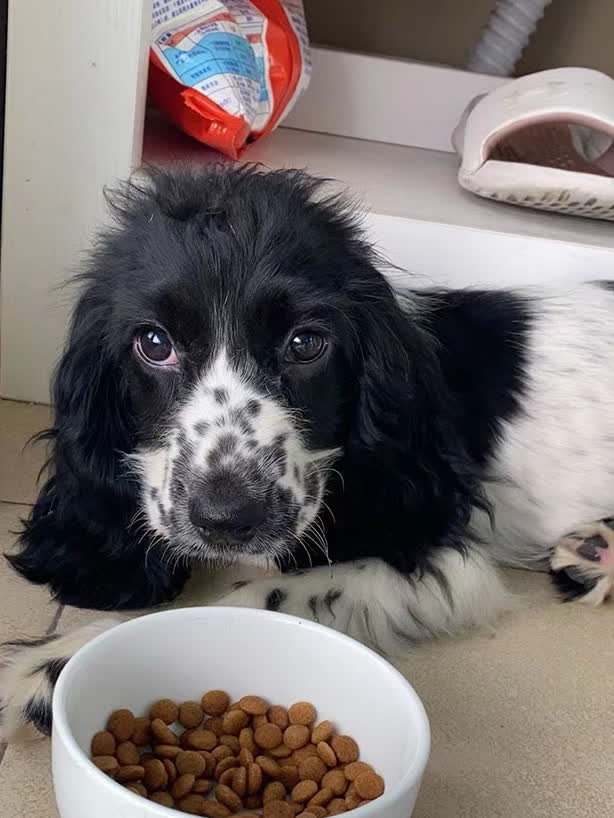 上海市青浦区1999寻找黑白色史宾格犬