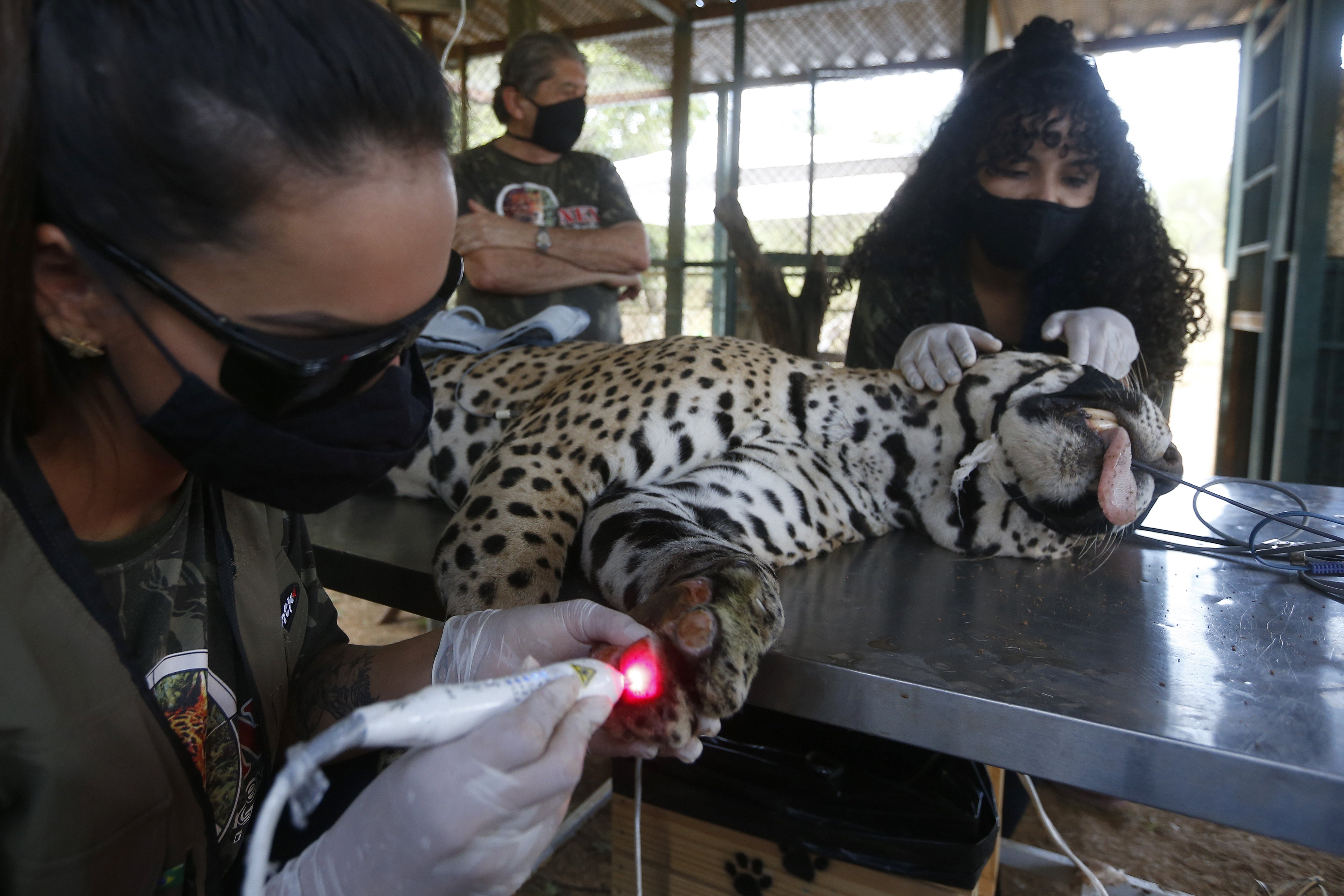 巴西潘塔纳尔湿地火灾中一受伤的美洲豹得到医治
