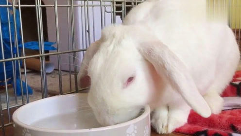 为什么给兔子喝水,它就会断肠而亡呢?看完才知其中奥妙!
