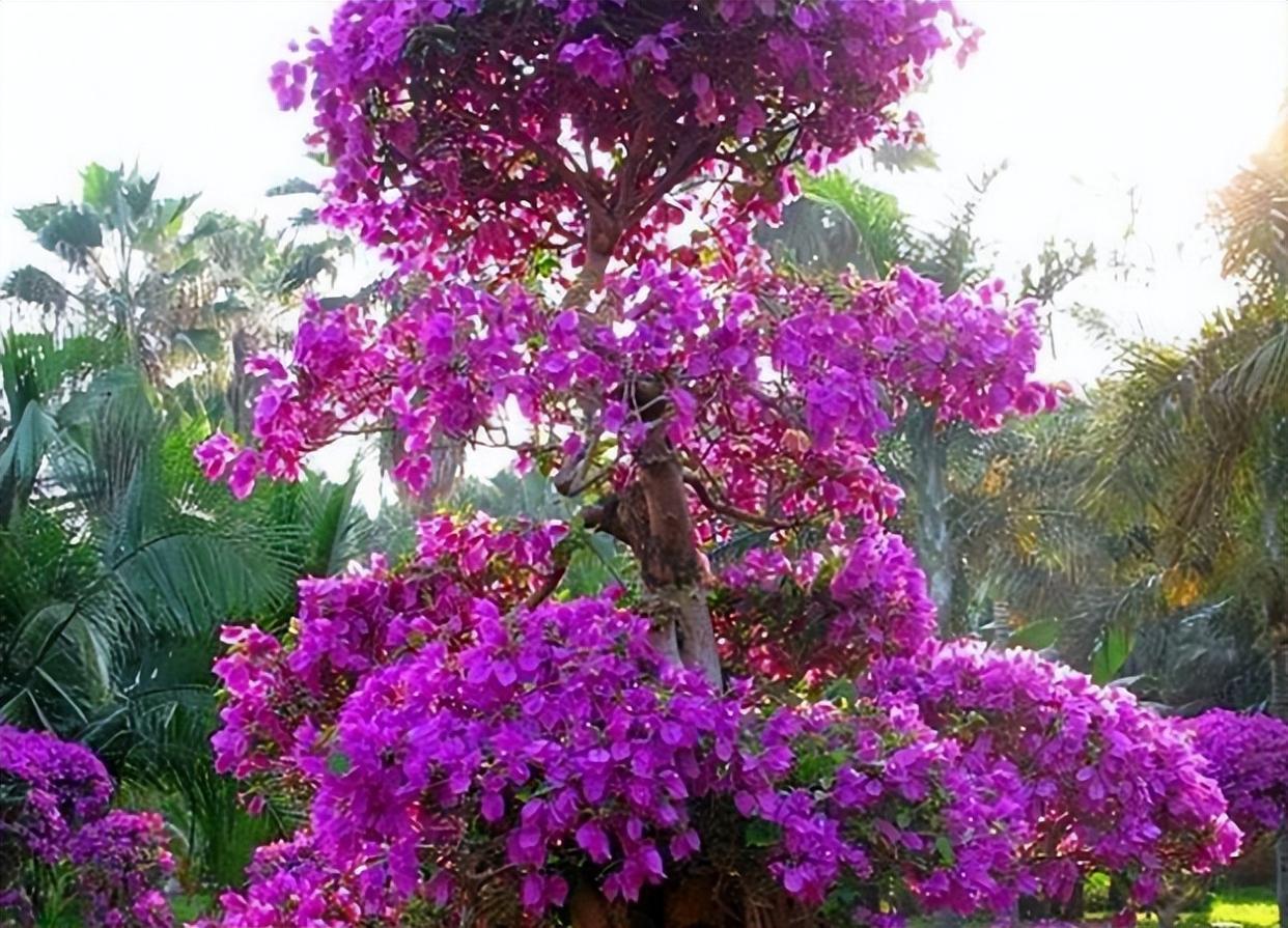 三角梅变身"红紫色蟒蛇",攀上7层楼,身高几十米,开成花瀑布
