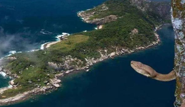 大连蛇岛:平方公里2万多条蛇毒性越来越强