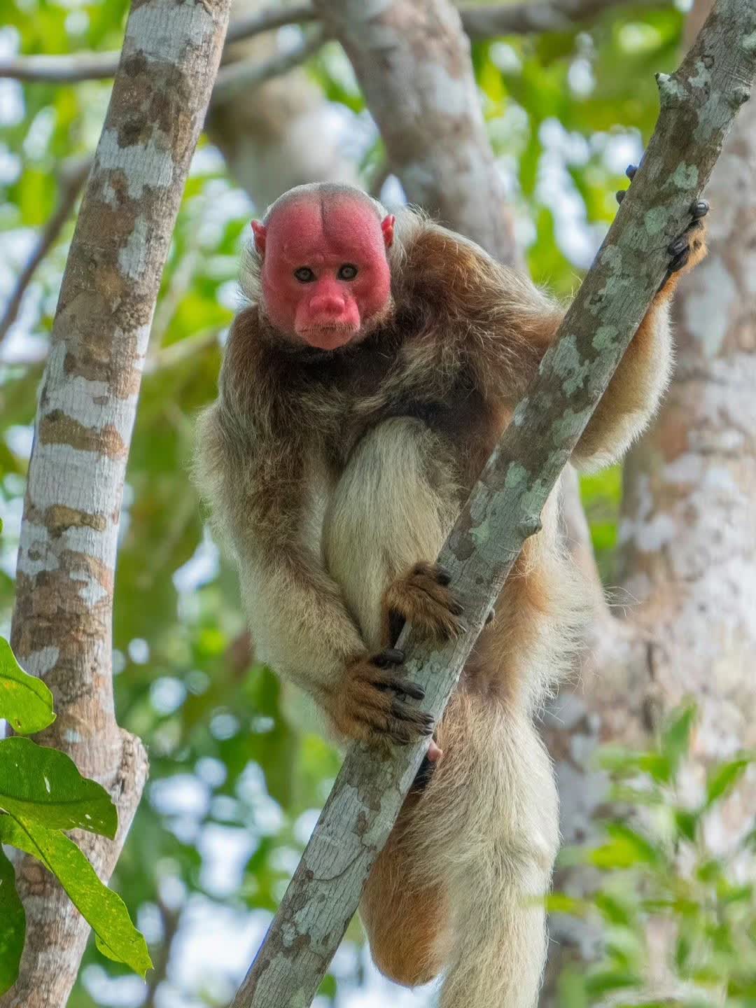 《世界生物多样性之巴西奇特物种让人惊叹》