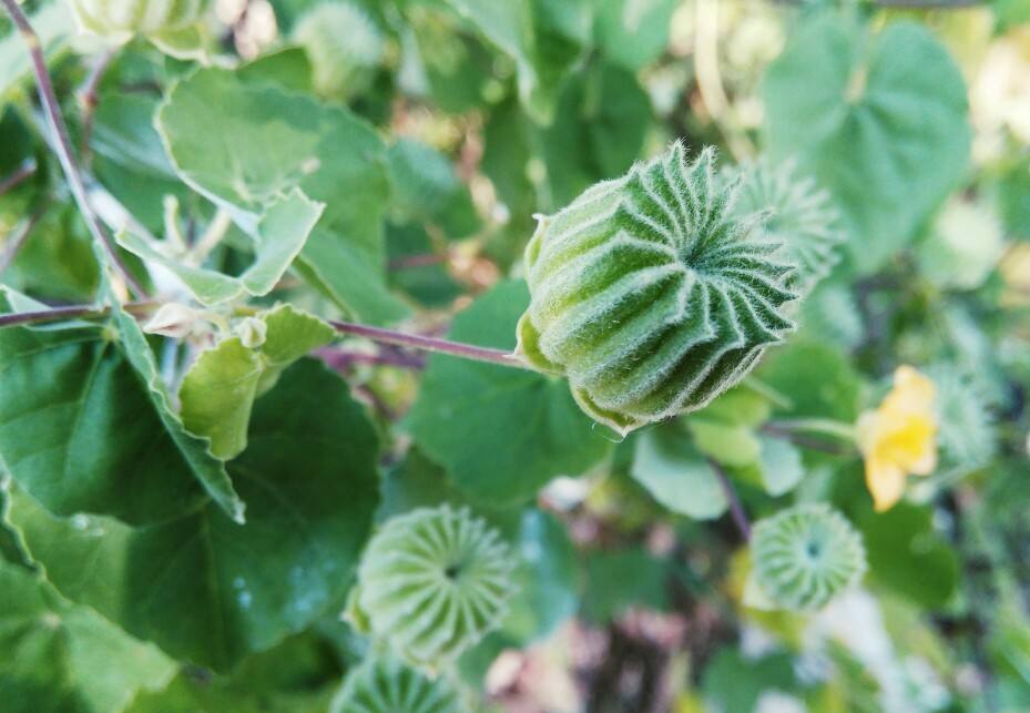 农村荒郊野地里的"小磨盘",如今成"活宝",15元一斤不好买