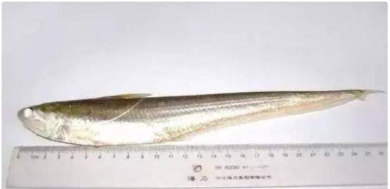 1斤500元!新安江黄山段:首次发现钱塘江刀鱼,长江禁渔成效显著