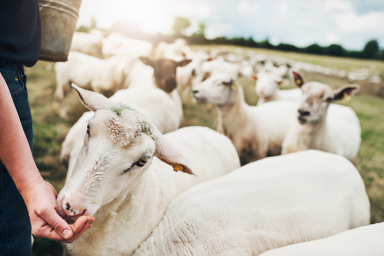 养羊学堂丨夏季如何科学饲养母羊的方法（说全了） - 知乎