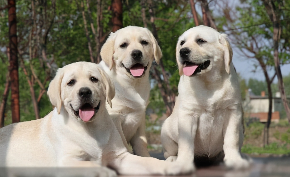 有这些特征的"拉布拉多犬",血统一定很纯!
