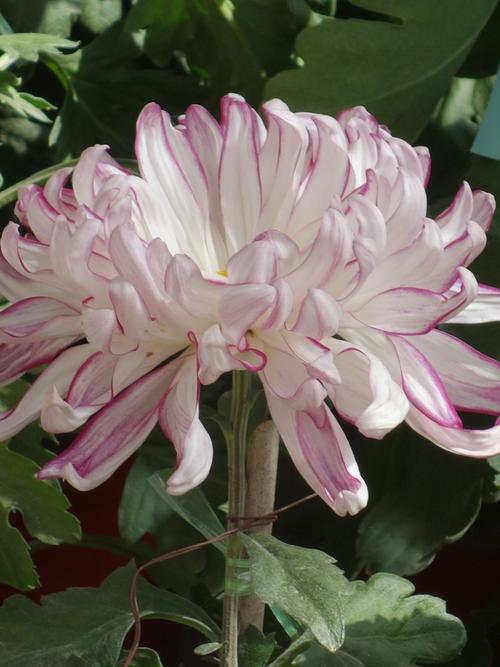 玉壶春菊花,花朵玉白与淡玫红色相间条丝,形状如同玉壶