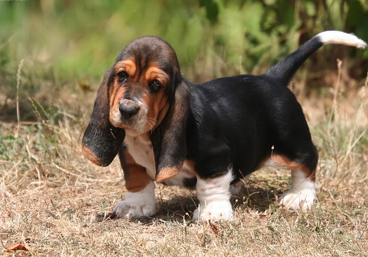 探秘巴吉度猎犬:一只追逐猎物的顶尖猎犬!