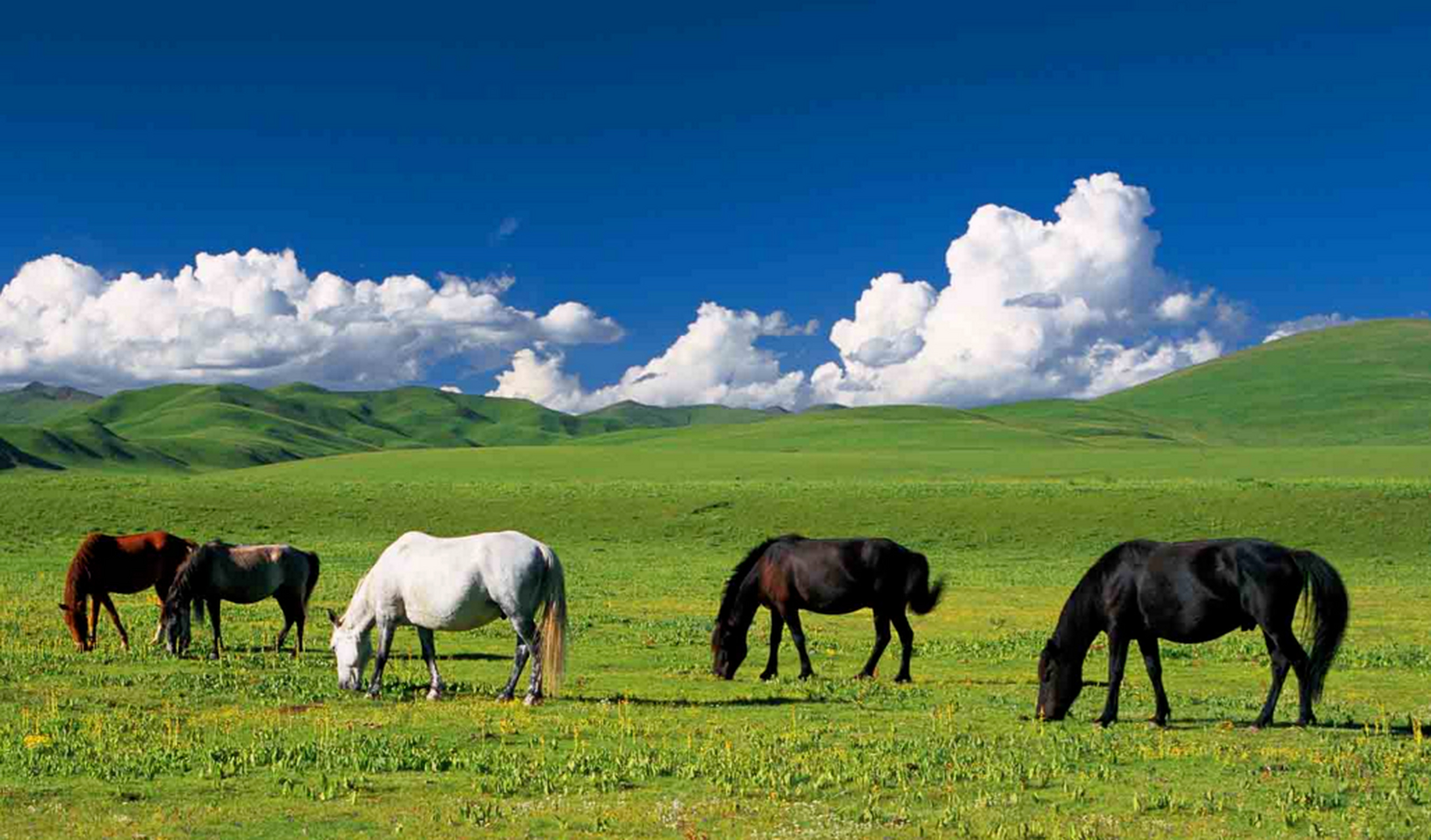 99阿须草原,位于德格县东北部,距离德格县城206公里,这里的海拔在