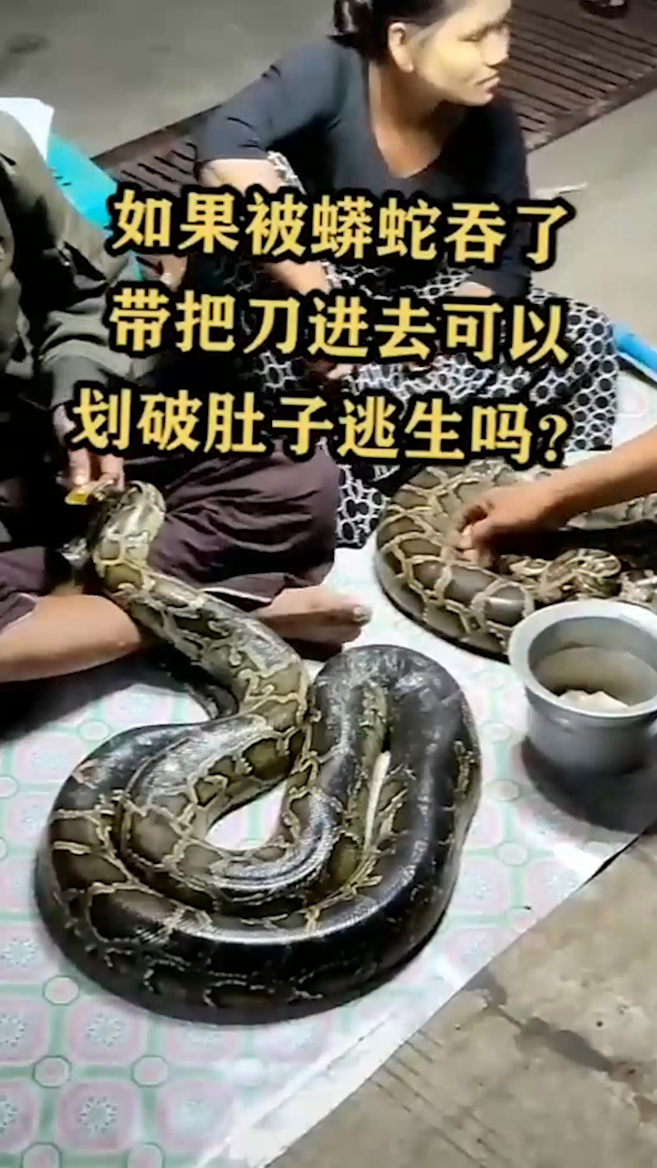 如果被蟒蛇吞了,带把刀进去可以划破肚子逃生吗?