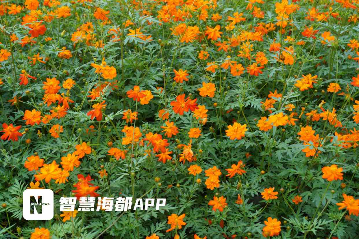 "硫华菊"迎盛花期,来福州花海公园感受初夏浪漫!